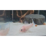 5 Snow white panda corys