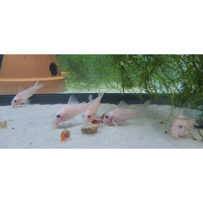 5 Snow white panda corys