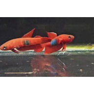 protect from extinction wild betta brownorum pair