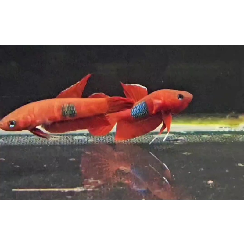protect from extinction wild betta brownorum pair