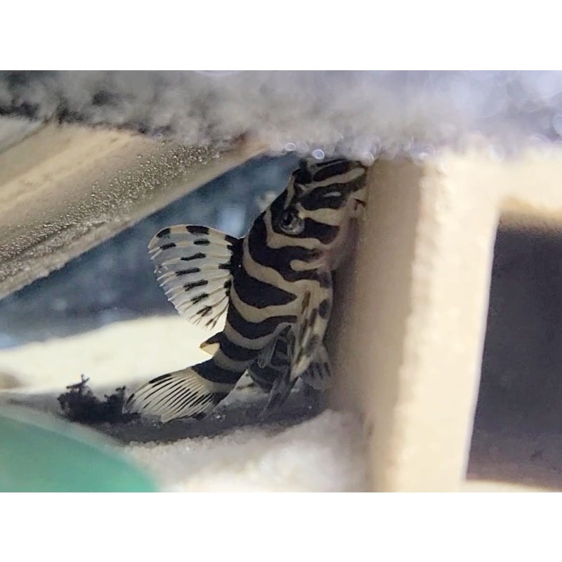 8 Leopard Frog Pleco (L134) (unsexed)