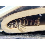 8 Leopard Frog Pleco (L134) (unsexed)