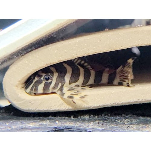 8 Leopard Frog Pleco (L134) (unsexed)