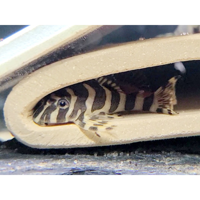 8 Leopard Frog Pleco (L134) (unsexed)