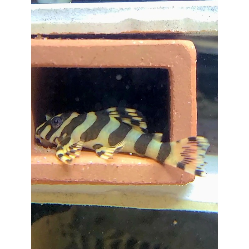 8 Leopard Frog Pleco (L134) (unsexed)