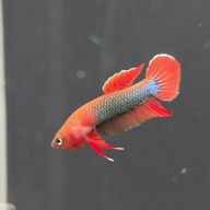 protect from extinction wild betta sp.jade pair