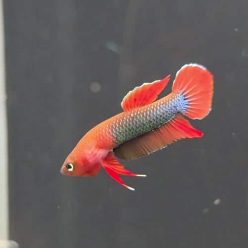 protect from extinction wild betta sp.jade pair