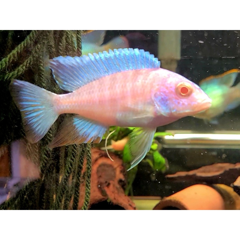 8 Albino Turkis Peacock Cichlid (Platinum)