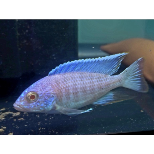 8 Albino Turkis Peacock Cichlid (Platinum)