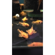 12 Super Red Pleco (unsexed)
