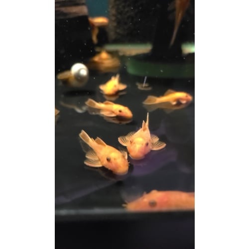 12 Super Red Pleco (unsexed)
