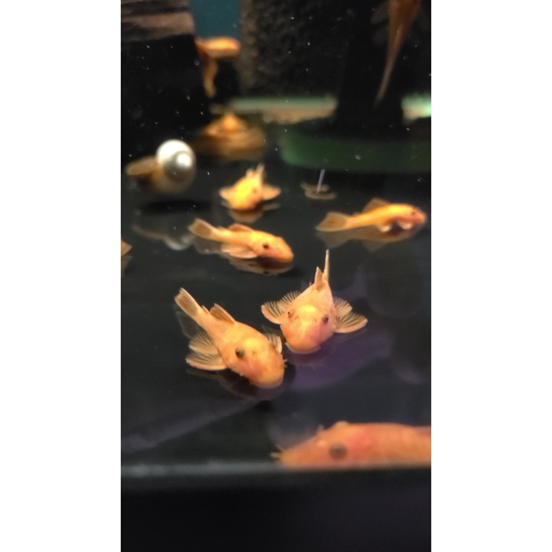 12 Super Red Pleco (unsexed)