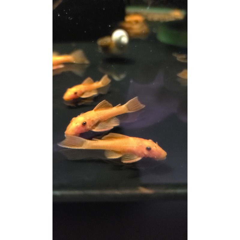 12 Super Red Pleco (unsexed)