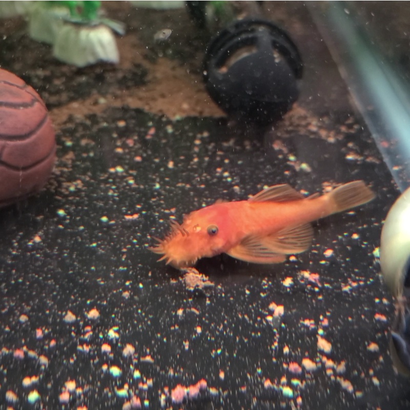 4 Super Red Pleco young proven breeder