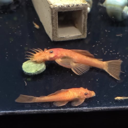 4 Super Red Pleco young proven breeder