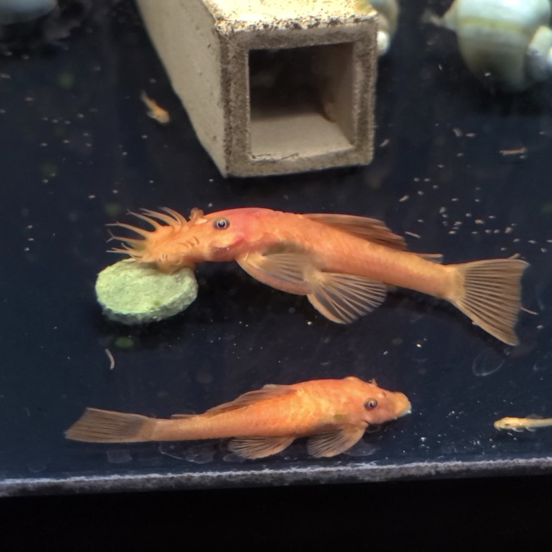 4 Super Red Pleco young proven breeder