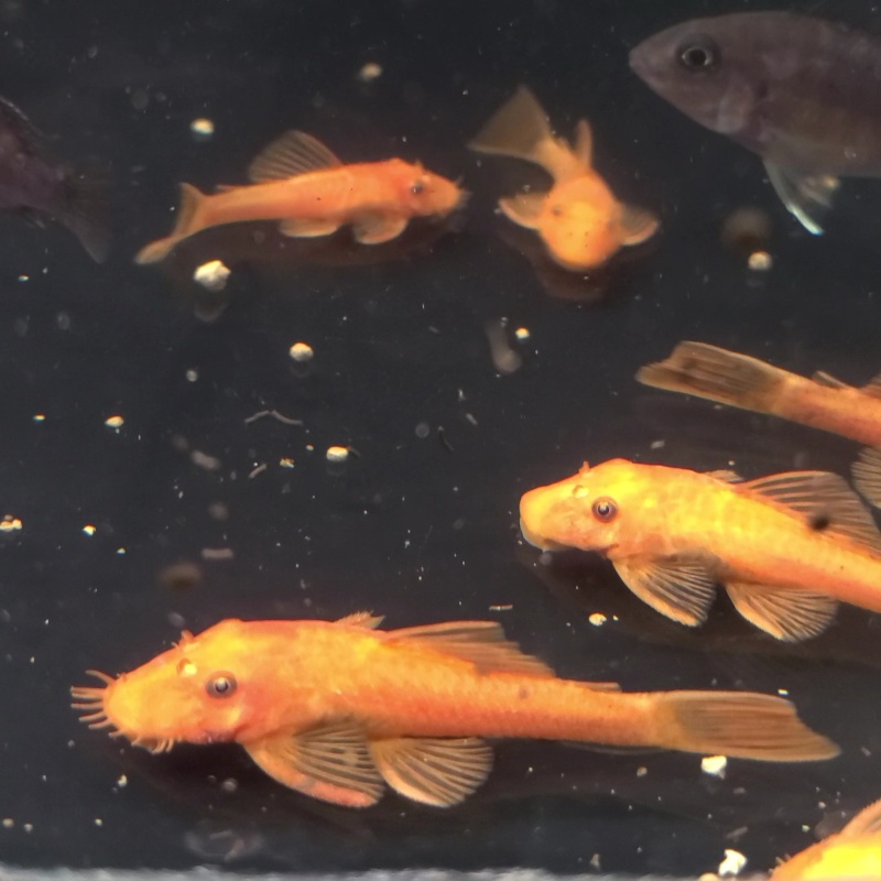 4 Super Red Pleco young proven breeder