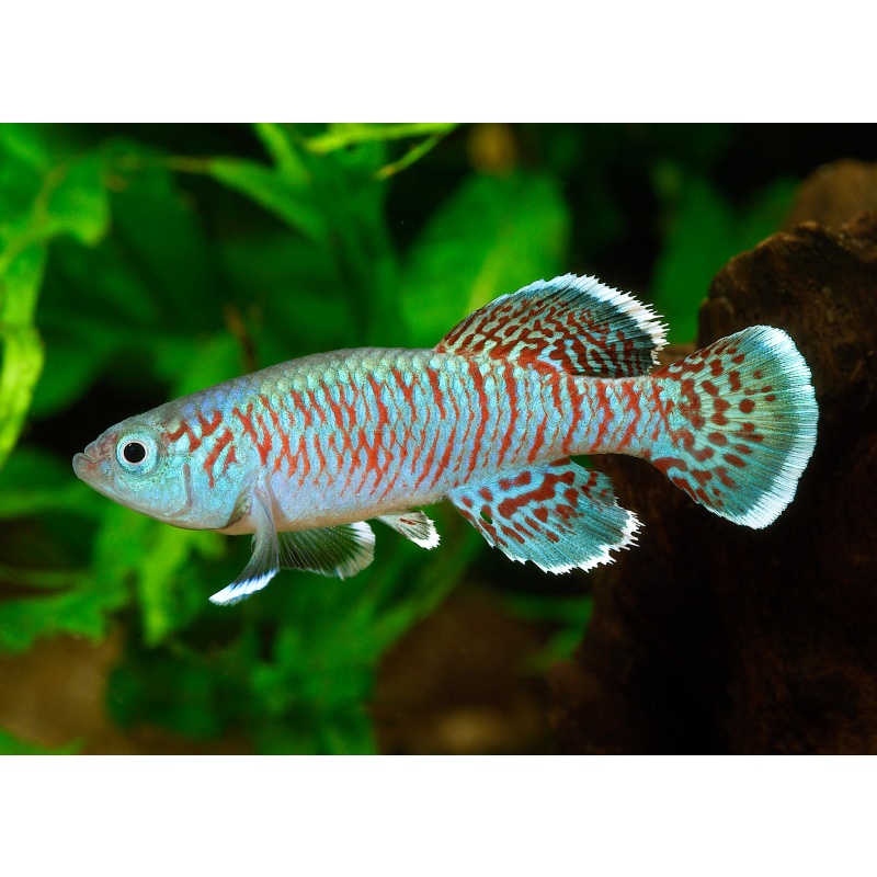 Killifish Pairs – Nothobranchius eggersi 'Solid Blue' & Nothobranchius foerschi (Home-Bred / High Quality)