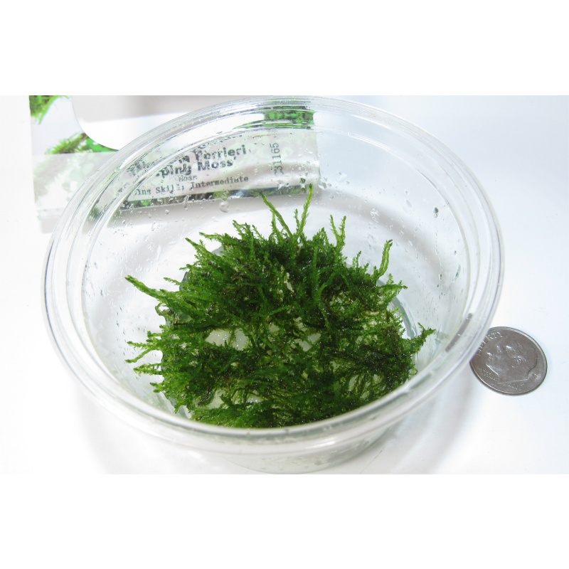 4 Tissue Culture Mystery Pack: Carpeting Moss Buce Anubias species bundle