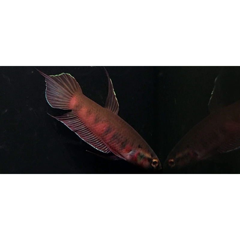Betta Rubra Pair