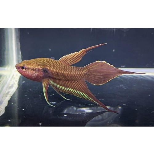 Betta Dimidiata Pair