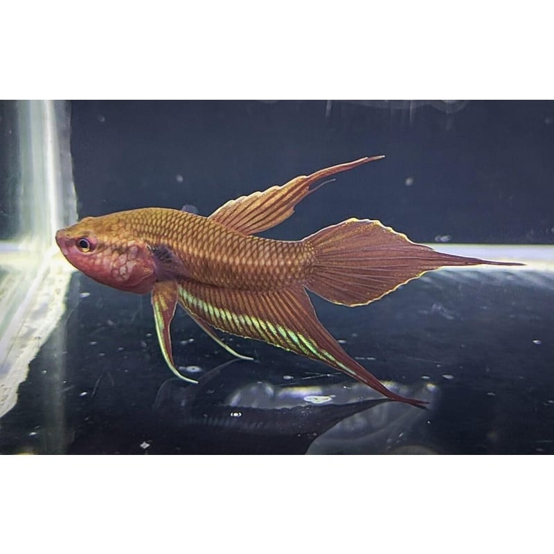 Betta Dimidiata Pair