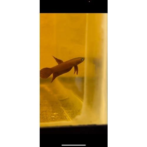 Betta Api Api Pair