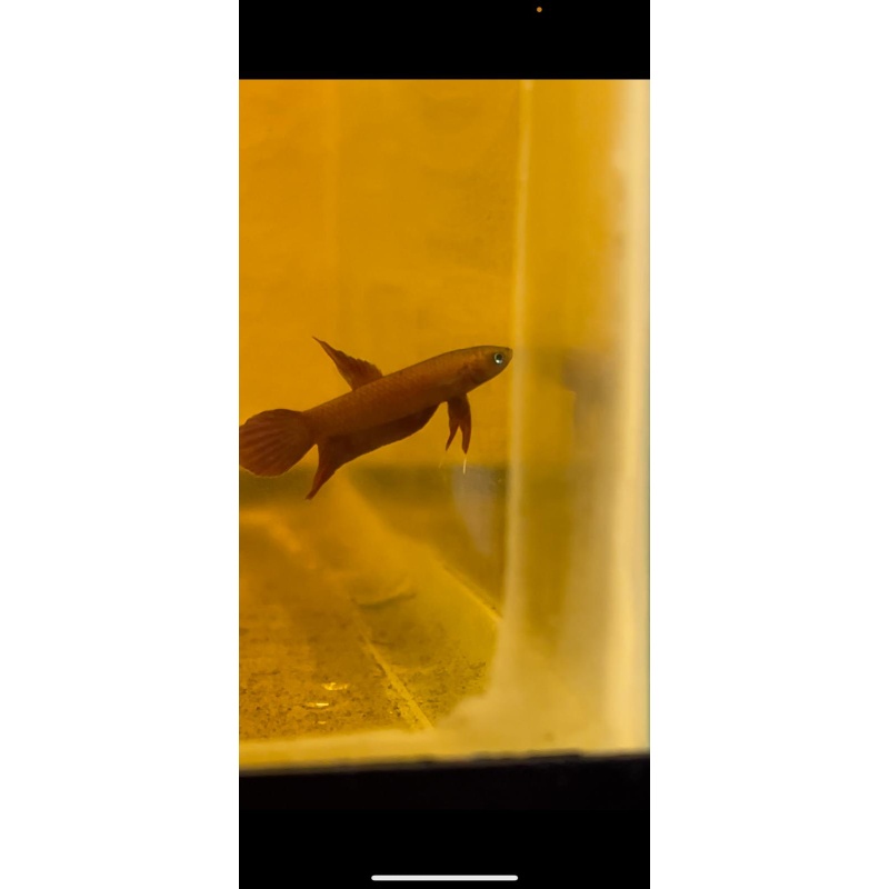 Betta Api Api Pair