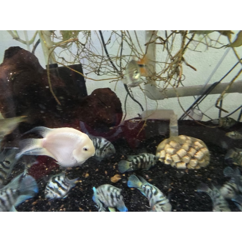 Polar Blue or White Parrot Cichlid