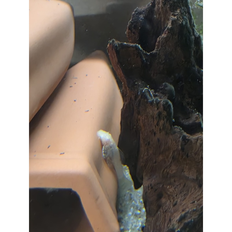 Bristlenose Pleco Normal or Albino