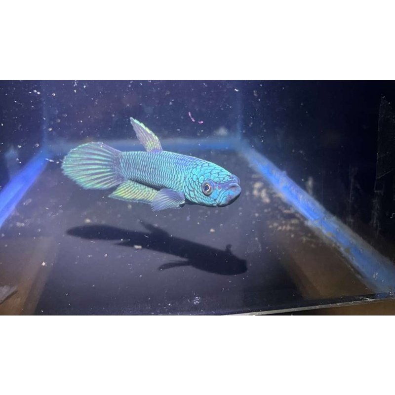 Betta Antuta Pair