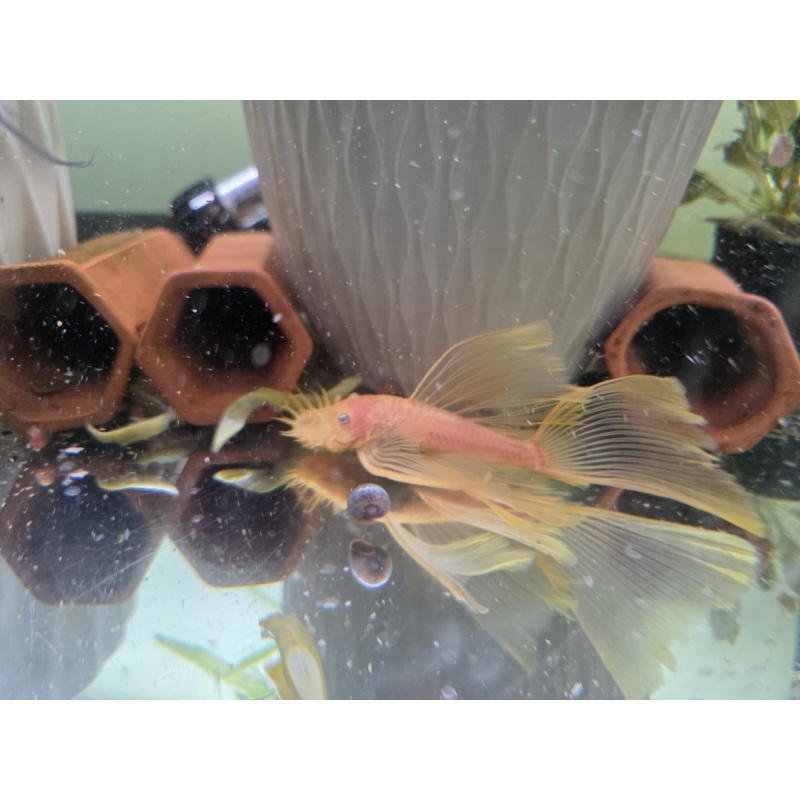 Imported Blue Eye Lemons from Czech Republic - Long Fins Breeding Age