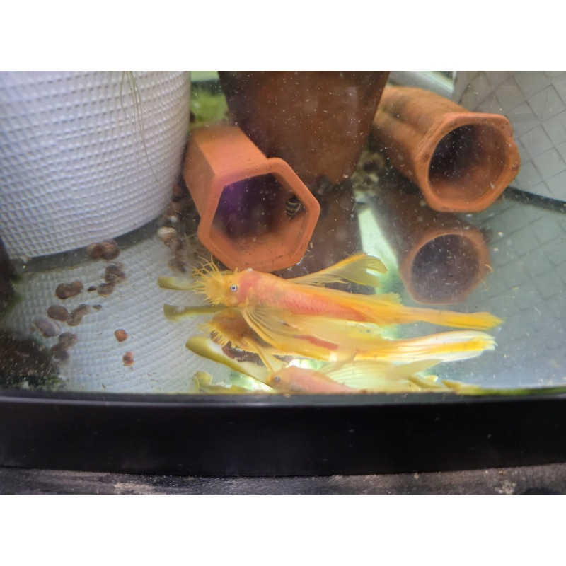 Imported Blue Eye Lemons from Czech Republic - Long Fins Breeding Age