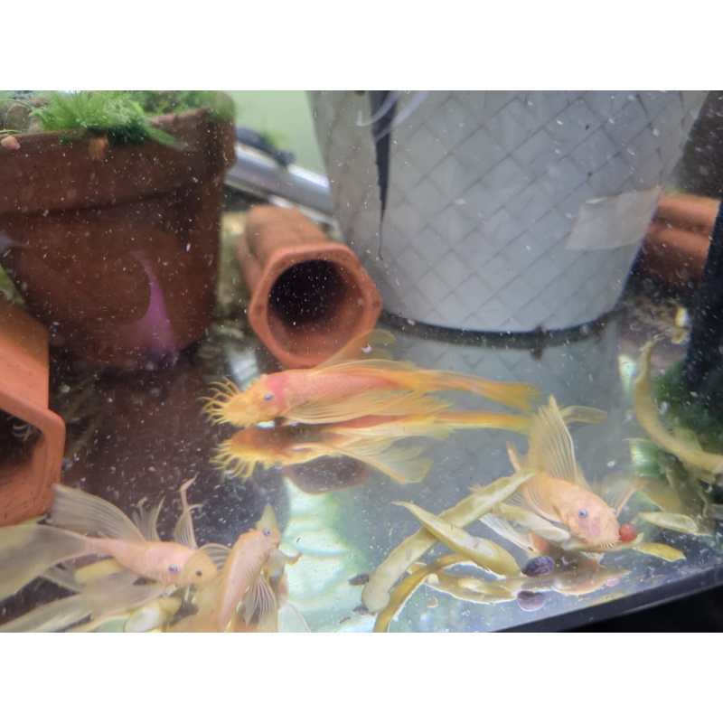 Imported Blue Eye Lemons from Czech Republic - Long Fins Breeding Age