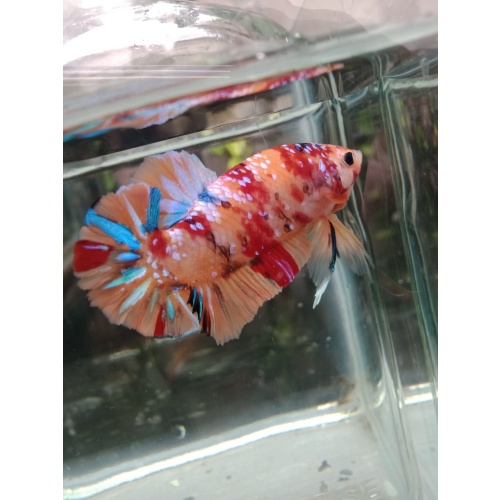 NEMO GALAXY