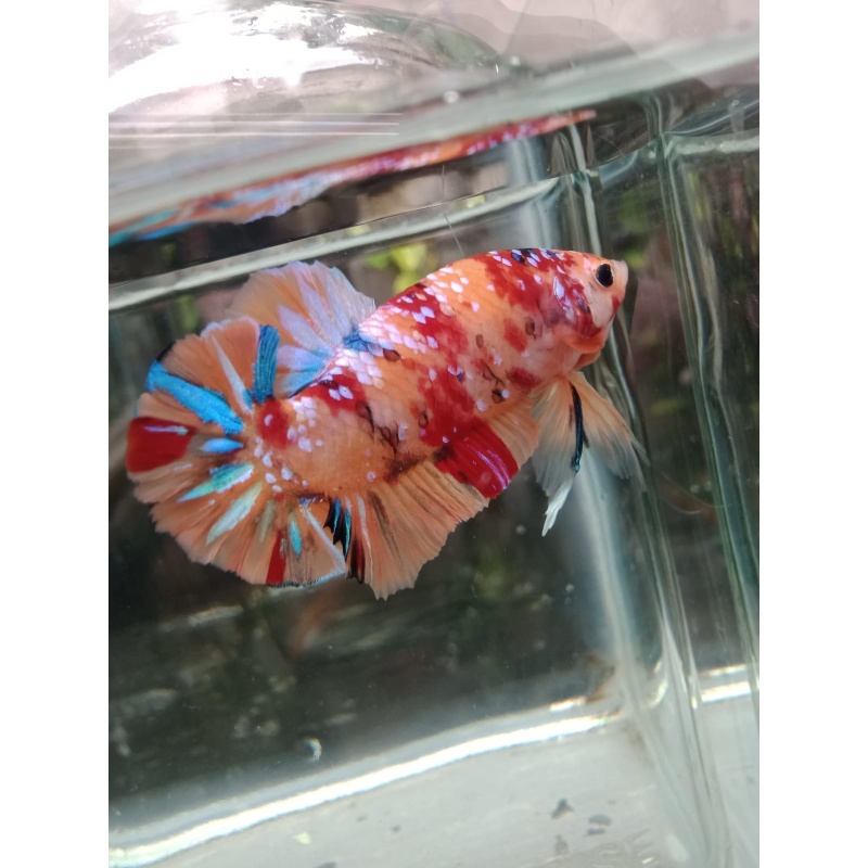 NEMO GALAXY