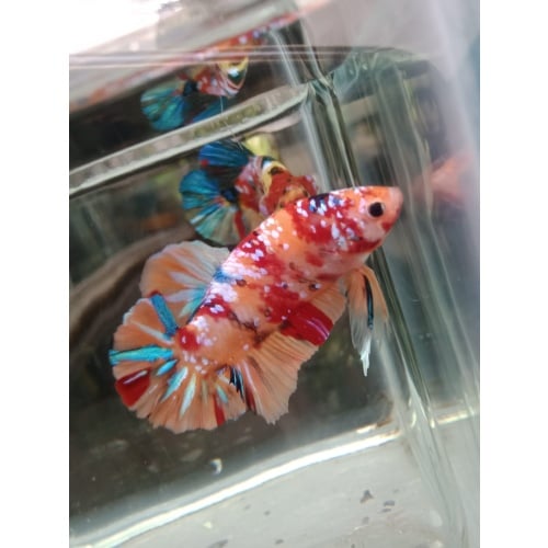 NEMO GALAXY