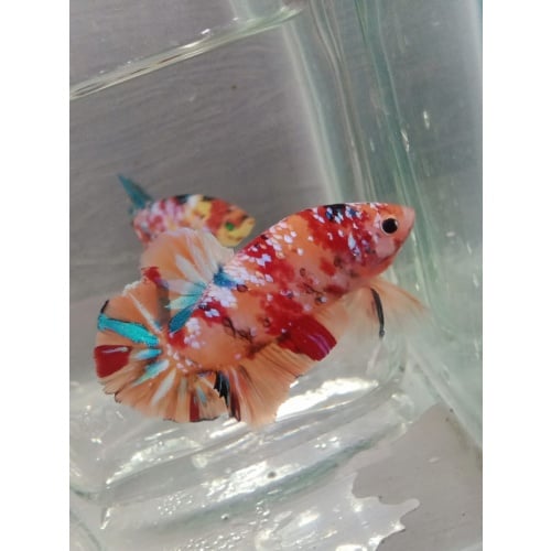NEMO GALAXY