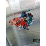 Metallic multycolor