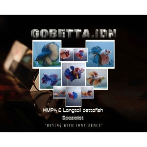 Gobettaidn shop