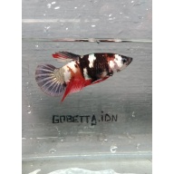 RED KOI COPPER FEMALE