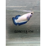 BLUE RIM/BICOLOR FEMALE
