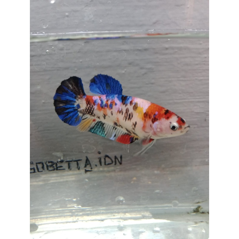 Multycolor female