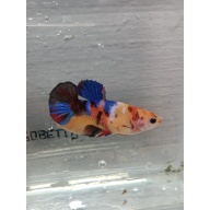 Multycolor female