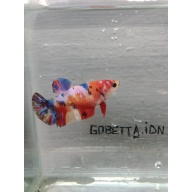 Multycolor female