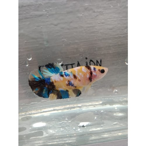 Multycolor female