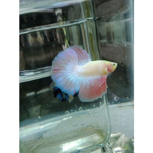 PINKY HALFMOON