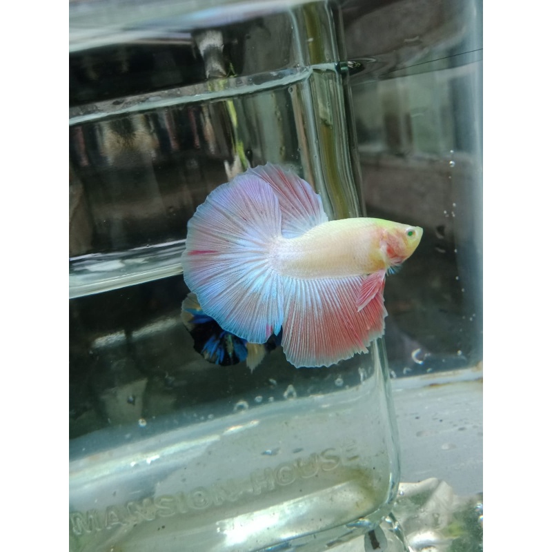 PINKY HALFMOON