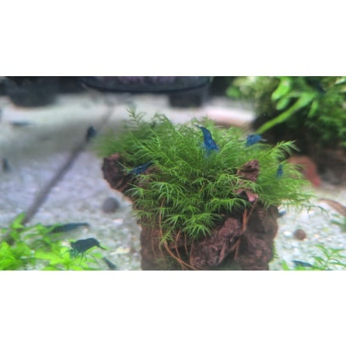 פניקס מוס בריא על גזע 5 ס"מ Phoenix Moss (Fissidens fontanus) on a beautiful 5cm small driftwood piece for aquariums and shrimp tanks