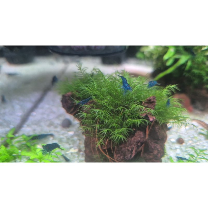 פניקס מוס בריא על גזע 5 ס"מ Phoenix Moss (Fissidens fontanus) on a beautiful 5cm small driftwood piece for aquariums and shrimp tanks